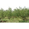 山西杏樹、7-8-9公分杏樹、農(nóng)業(yè)批發(fā)、山西春秋苗圃