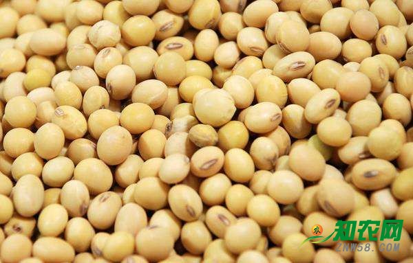 國產大豆南北價格不同 分析師:年內逐漸走高