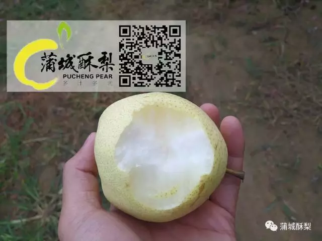 不管前路何方,攜“蒲城酥梨”繼續(xù)闖蕩!