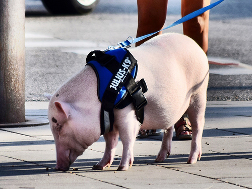 豬肉安全知多少? ——關于豬養殖的幾個小常識