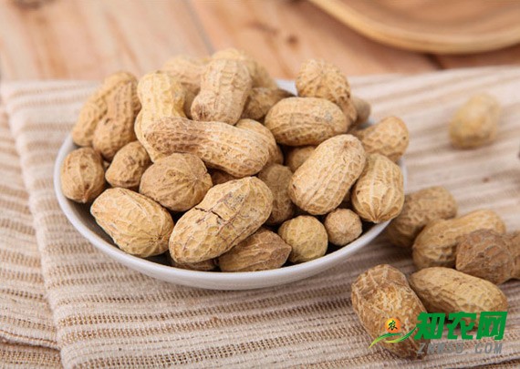 降溫降雪碰上節前備貨 花生價格小幅上漲