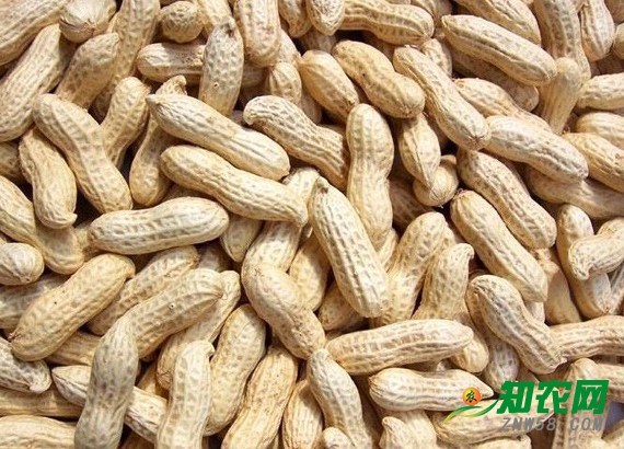 花生價格平穩 分析師：漲到4元一斤的可能性不大