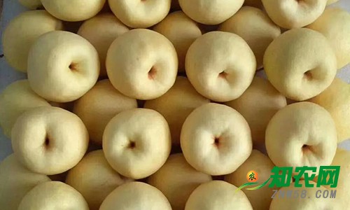 酥梨~論過去 看未來 節后形勢