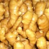 山東優質生姜大量批發