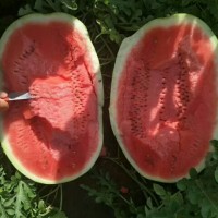 2021年寧夏西瓜代辦\寧夏中衛西瓜代收價格行情