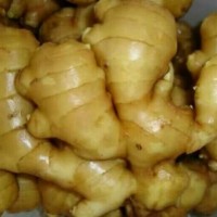 山東生姜產地批發價格大黃姜價格