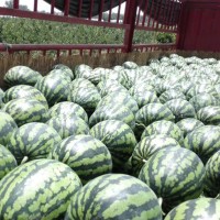 大量供應(yīng)陜西蒲城西瓜：京欣、甜王、黑無(wú)籽