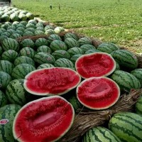 雙紅金五西瓜種子紅瓤金城五全國總經銷