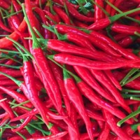 山西省沁水縣，現摘新鮮食用小米椒/朝天椒，可制辣椒醬