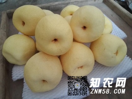 2018年冷庫(kù)酥梨價(jià)格會(huì)怎樣？