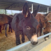 2019關中驢，德州驢市場銷售價格