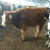 畢節200斤肉牛犢多少錢