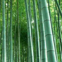 供應專業毛竹袋苗 楠竹種子苗