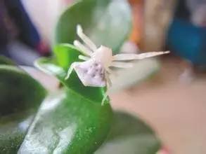 蘋果園白蜘蛛咋治? 蘋果園白蜘蛛咋治?