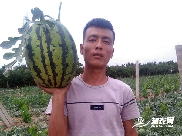 陕西蒲城甜王西瓜 陕西蒲城甜王西瓜