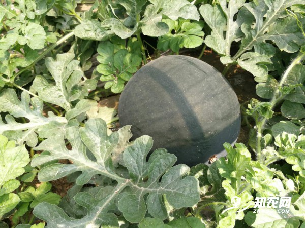 é™•è¥¿è’²åŸŽé»‘æ— ¾c½è¥¿ç“œâ€”—尼œžç«¥ é™•è¥¿è’²åŸŽé»‘æ— ¾c½è¥¿ç“œâ€”—尼œžç«¥