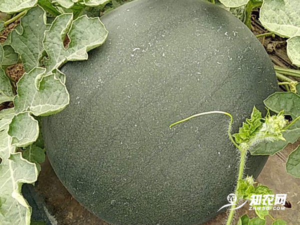 é™•è¥¿è’²åŸŽé»‘æ— ¾c½è¥¿ç“œâ€”—戴å¦? alt=