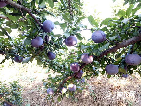 陕西黑巨æ? alt=