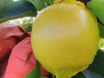 河南黃金梨大量上市，果農直銷，現摘現賣