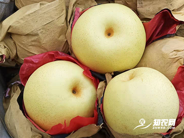 é™•è¥¿è’²åŸŽé»„å† æ¢¨ä¸Šå¸‚å•¦ é™•è¥¿è’²åŸŽé»„å† æ¢¨ä¸Šå¸‚å•¦