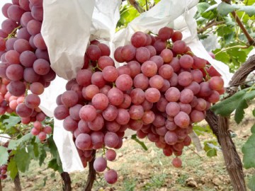 渭南紅提葡萄