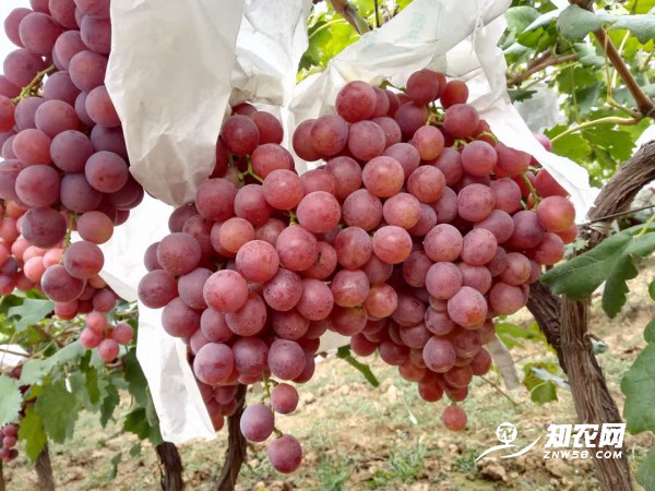 渭南紅提葡萄 渭南紅提葡萄