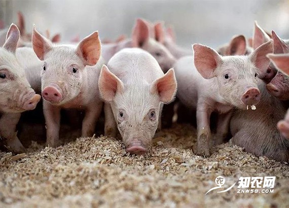 豬價近日趨穩 分析師:做好疫病防控,切勿盲目壓欄 豬價近日趨穩 分析師:做好疫病防控,切勿盲目壓欄