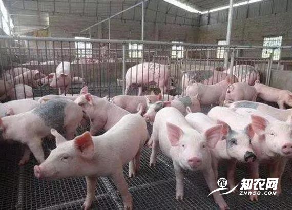 超長“豬周期”利潤誘人 專家:小養殖戶量力而行 超長“豬周期”利潤誘人 專家:小養殖戶量力而行