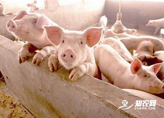 豬肉供應有保障 預計明年價格逐步回落