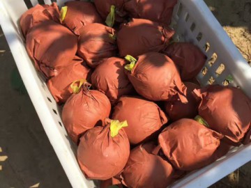 河南黃金梨大量上市，果農直銷，無雜費