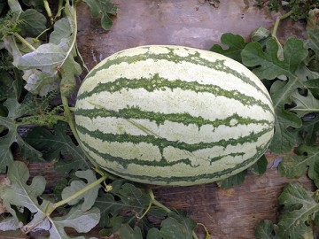 2025年陜西蒲城金城五西瓜大量上市