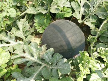 2025年陜西蒲城黑無籽西瓜大量上市