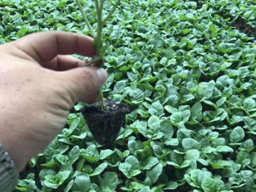 泰安育西紅柿苗批發 大粉西紅柿苗廠