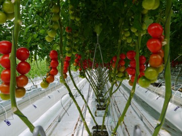 溫室環境控制系統