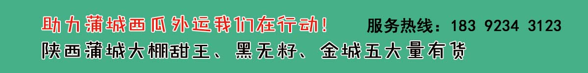 助力蒲城西瓜外銷?。?！