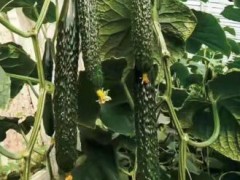 孝感冷棚種黃瓜苗,鐘祥育黑油亮黃瓜苗廠家直發