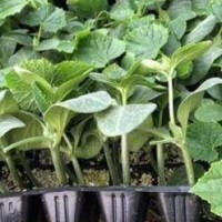 恩施育綠瓤黃瓜苗廠,廣水強雌黃瓜苗出苗中2025