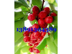 陜西大棚櫻桃價格萬畝大棚露地早大果櫻桃美早櫻桃薩米脫櫻桃產(chǎn)地