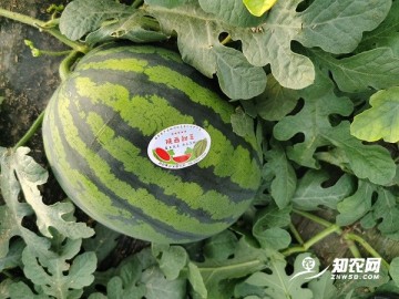 2025年陜西蒲城甜王西瓜大量上市