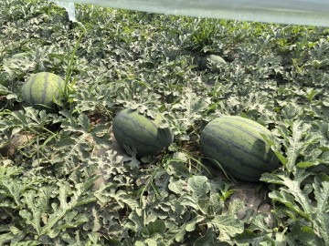 陜西蒲城西瓜——甘蒂1號(hào)大量上市中