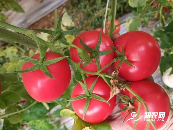嘉峪關草莓西紅柿苗批發，甘肅慶陽西紅柿苗育苗廠在哪